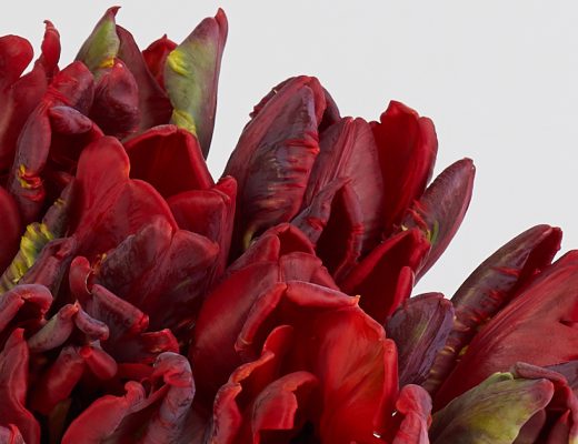 Closeup on a Bouquet of Red Parrot Tulips Rococo
