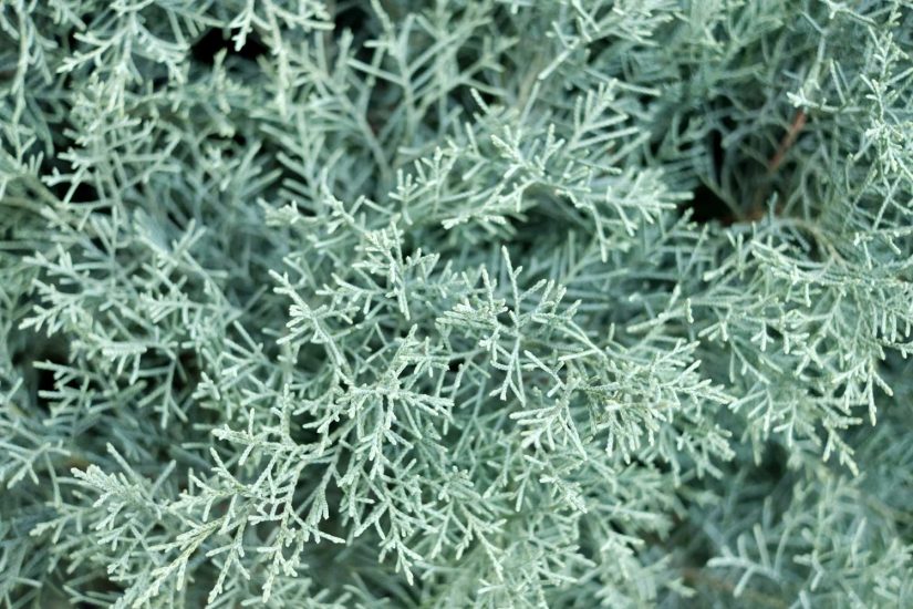 Arizona Cypress Tree