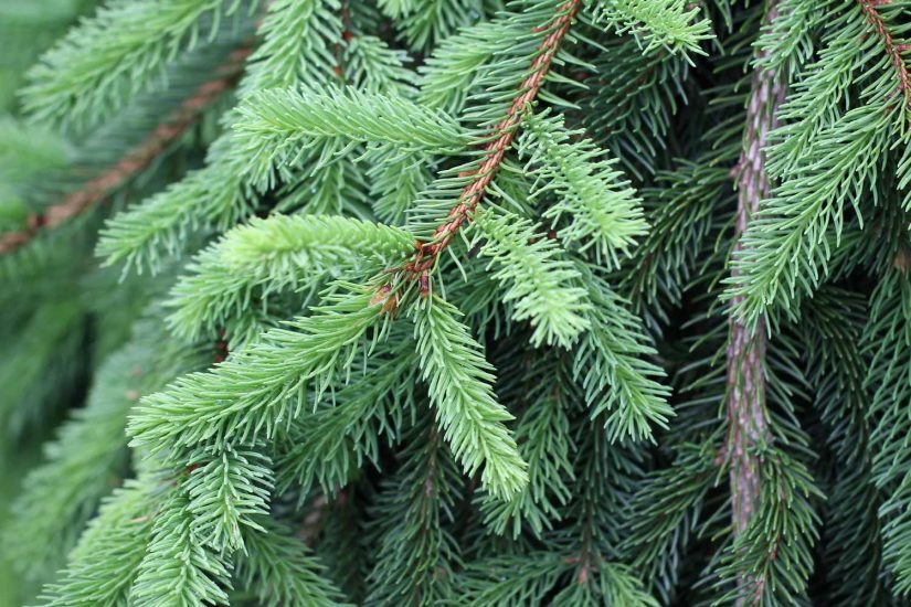 Balsam Fir Tree