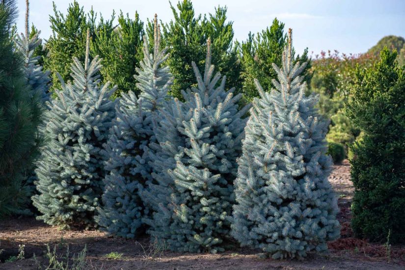 Blue Spruce Tree