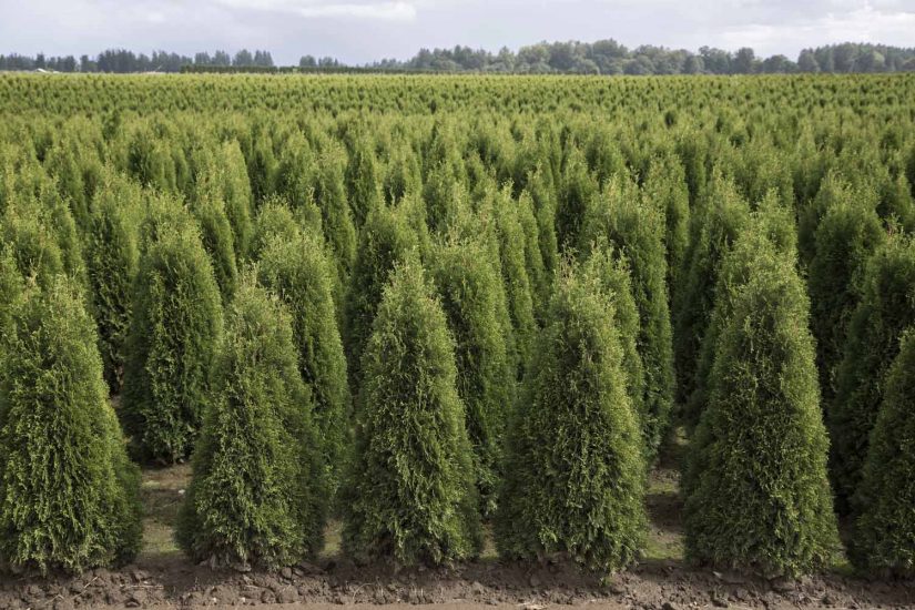 Leyland Cypress