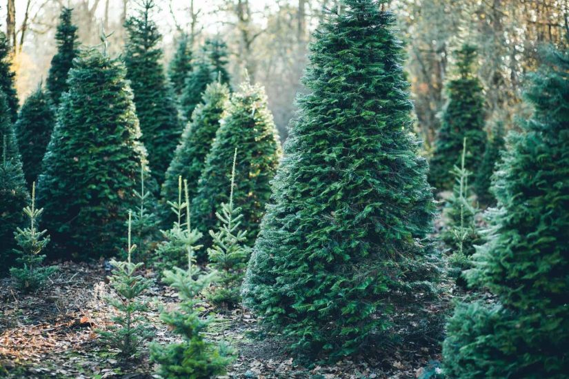 Noble Fir