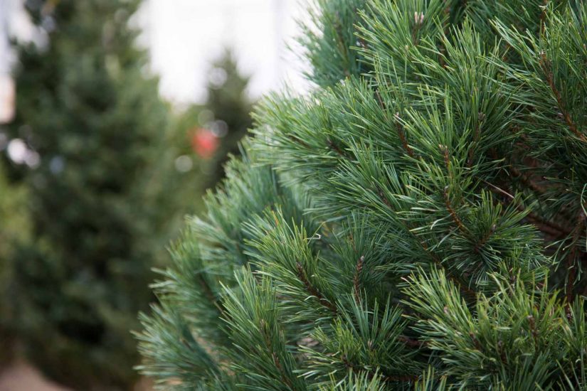 Scotch Pine