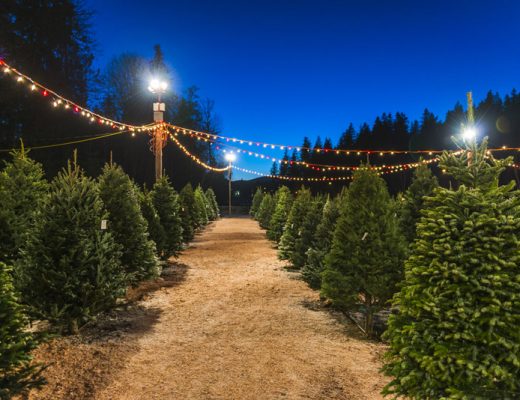 types of fresh christmas trees at a christmas tree farm