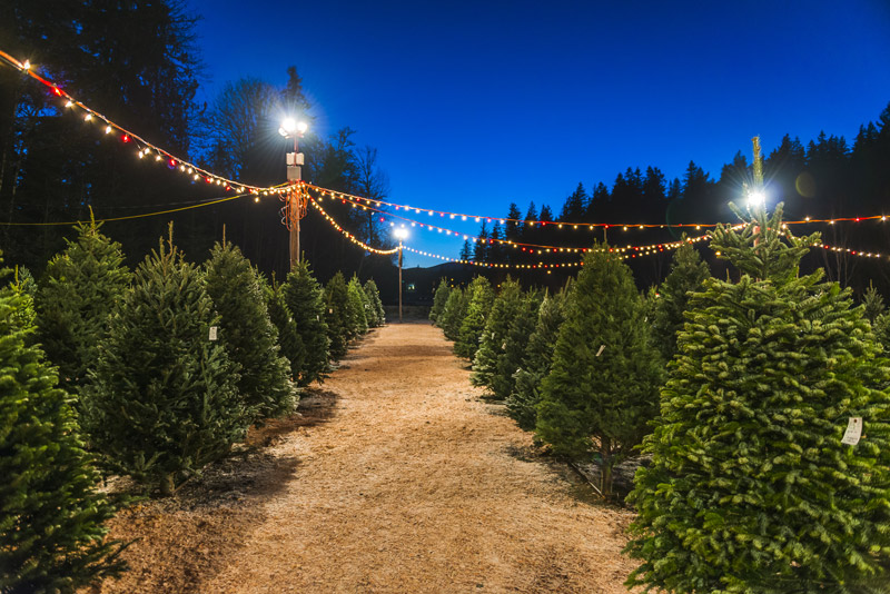 types of fresh christmas trees at a christmas tree farm