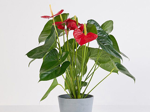Potted anthurium plant with vibrant red flowers.