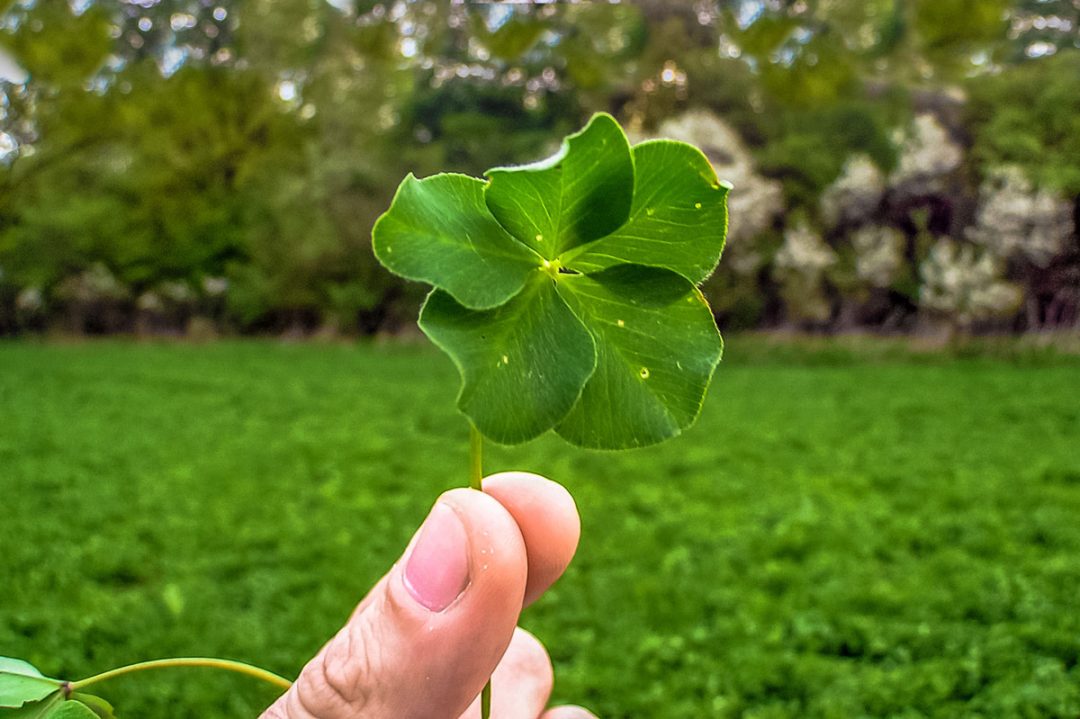 Hand holding a four-leaf clover in the field.