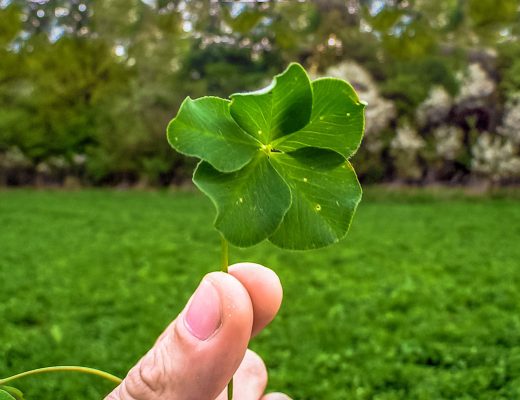 Hand holding a four-leaf clover in the field.