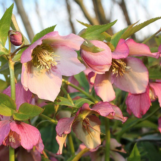 Lavender-white lenten rose blooms.