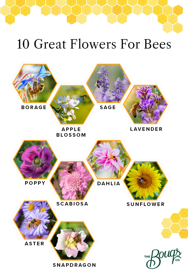 flowers for bees: borage, apple blossom, sage, lavender, poppy, scabiosa, dahlia, sunflower, aster, snapdragon