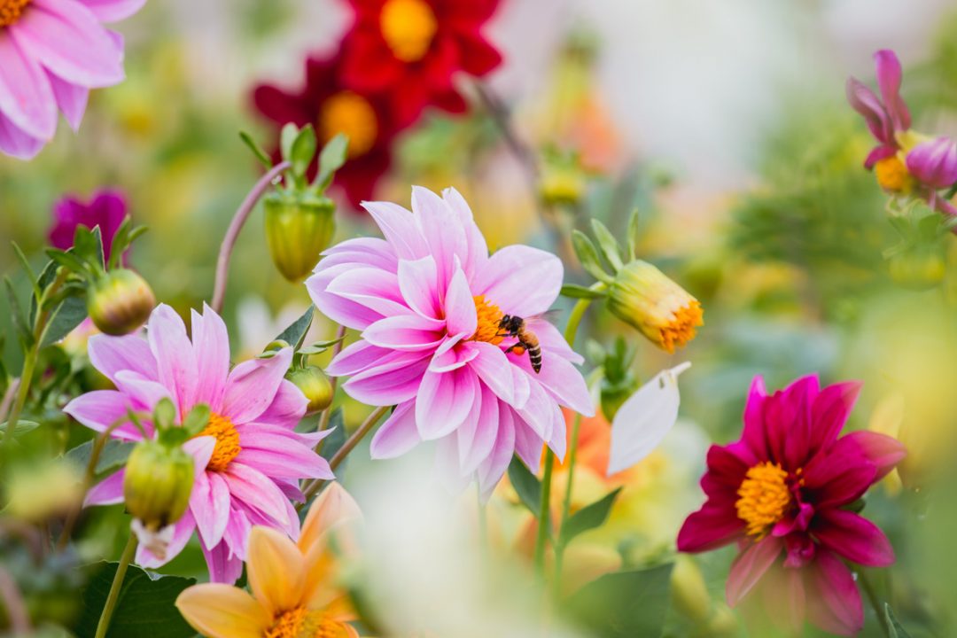 Bees pollinating pink-white dahlia flowers