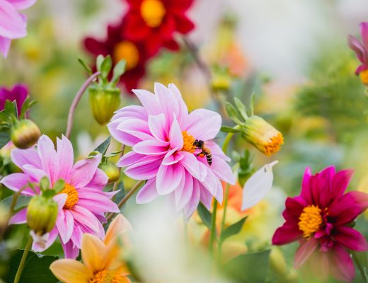 Bees pollinating pink-white dahlia flowers