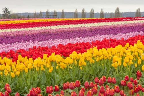 Multi colored tulip fields blooming in spring