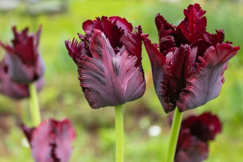 Black Parrot burgundy tulips in the field
