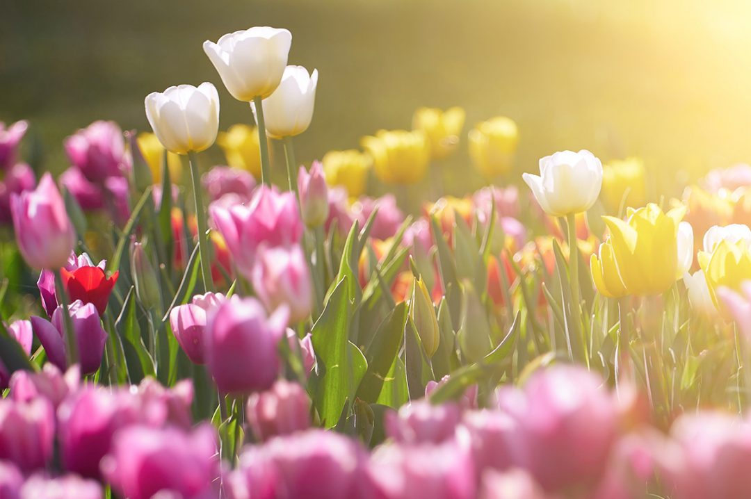 Purple yellow and white tulips in a field highlight by sunshine