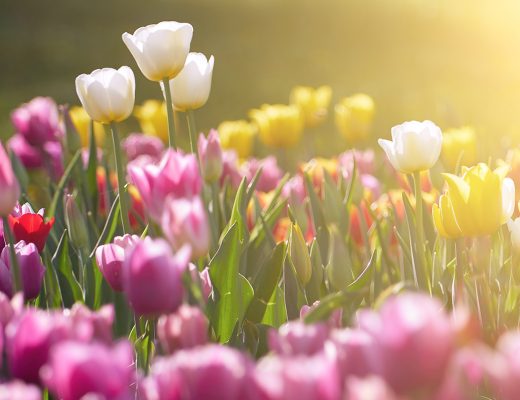 Purple yellow and white tulips in a field highlight by sunshine