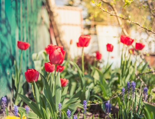 tulips growing in a garden