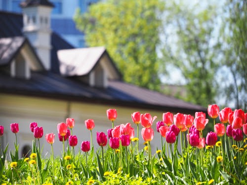 A flower bed with pink and purple tulips in the rays of sunlight against the backdrop of a beautiful white house
