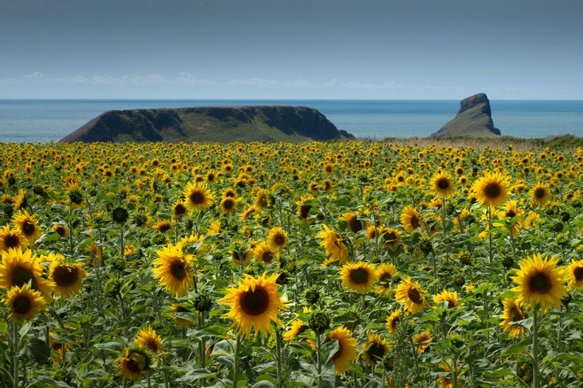 sunny fields of sunflowers with the ocean in the background