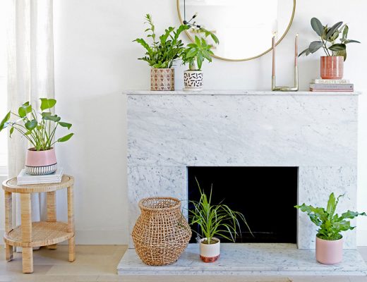 Living room filled with different plants