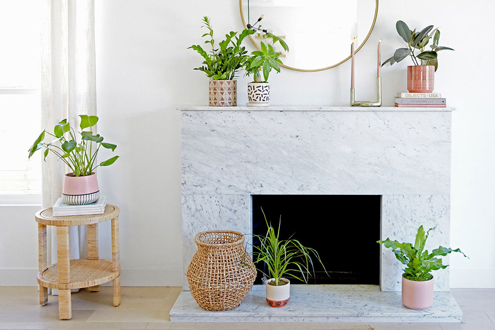 Living room filled with different plants