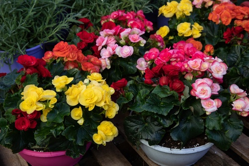Begonias blooming in yellow, pink, orange