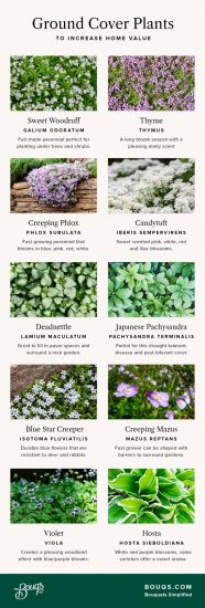 infographic for flowering ground cover plants: woodruff, thyme, phlox, candytuft, deadnettle, pachysandra, blue star creeper, mazus, violet hosta
