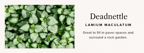 deadnettle ground cover