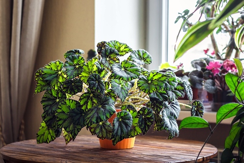 Potted begonia on table near window