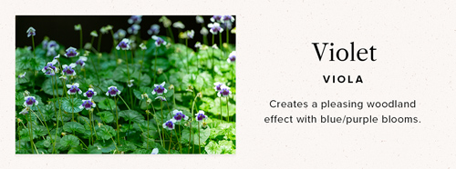 Viola ground cover