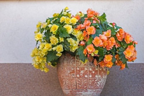Ceramic pot with orange and yellow begonia in bloom