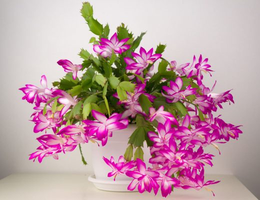 Christmas Cactus