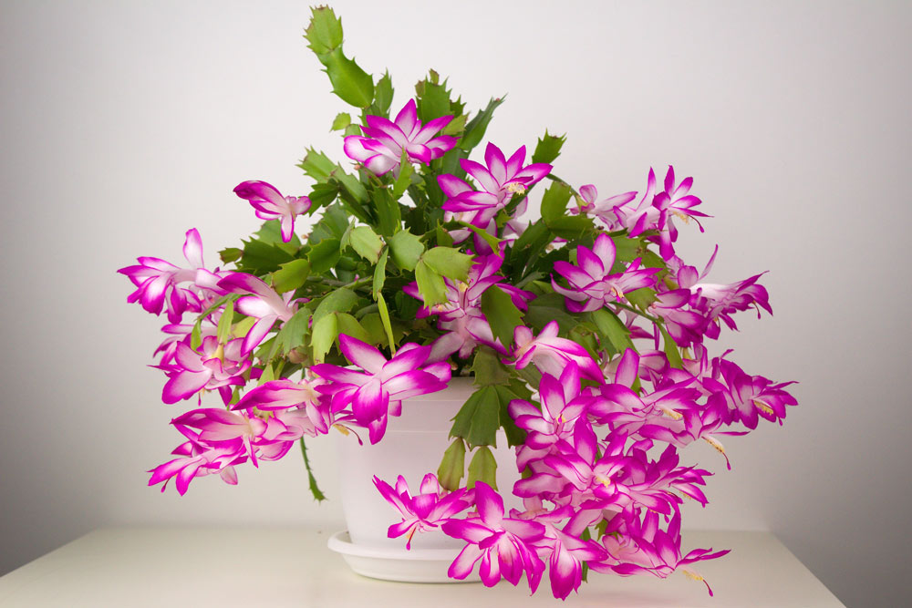 Christmas Cactus