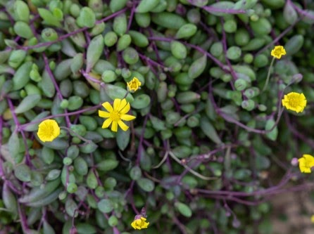 A flowering Ruby Necklace succulent
