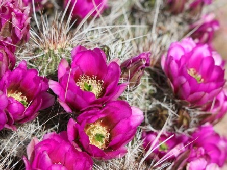 Closeup of Bright Pink Flowers on Hedgehog Cactus