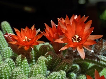 Red Cactus Flower
