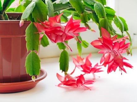 Christmas cactus (Schlumbergera) in pot on the windowsill