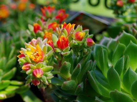 blooming Echeveria setosa. Echeveria red flowers. Mexican fire cracker. Mexican Rose succulent