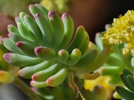 Close-up of a Sedum rubrotinctum (Jelly Beans) succulent in bloom with yellow flowers