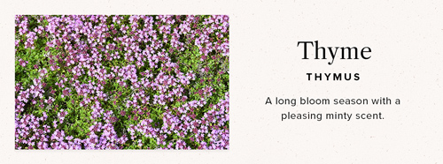 thyme ground cover