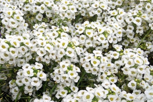 white alyssum flowers
