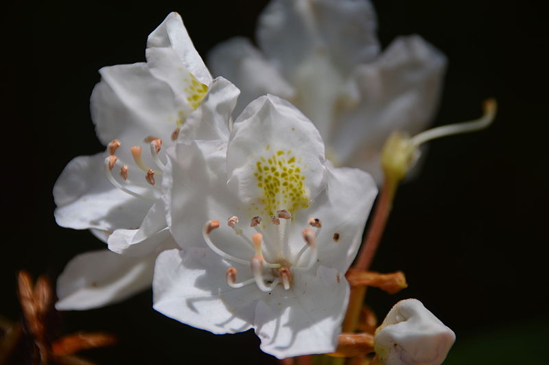 White great rhododendron flowers blooming outside