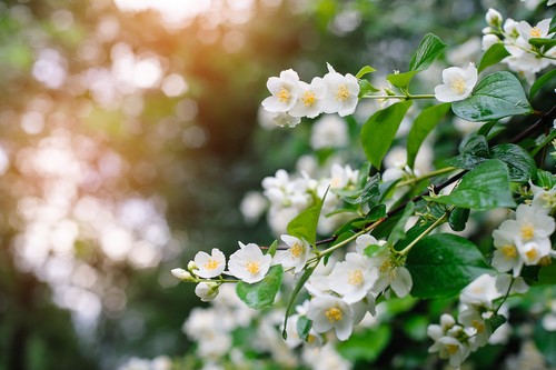 cluster of white jasmine flowers