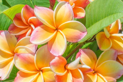 Yellow and pinkish leilani flower