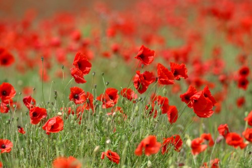 Field of red poppies