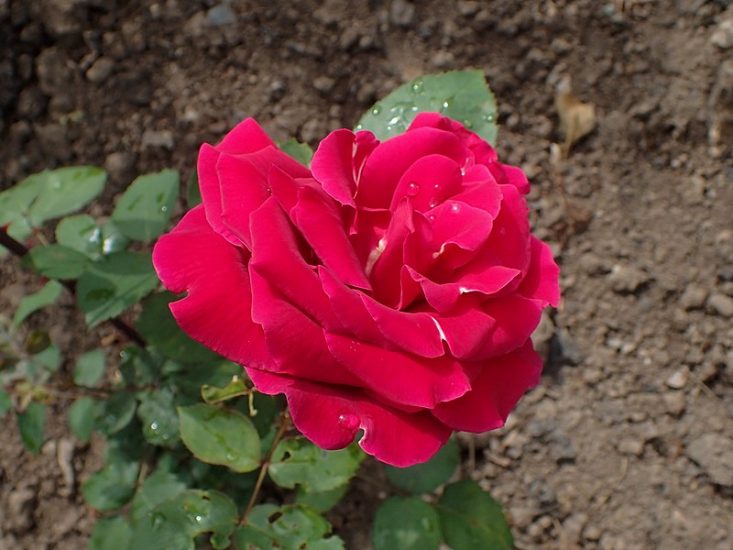 Oklahoma rose blooming outside