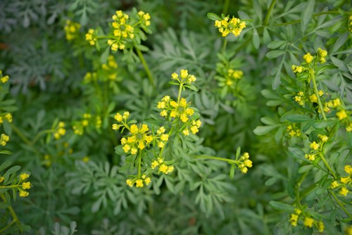 yellow rue flowers in a garden