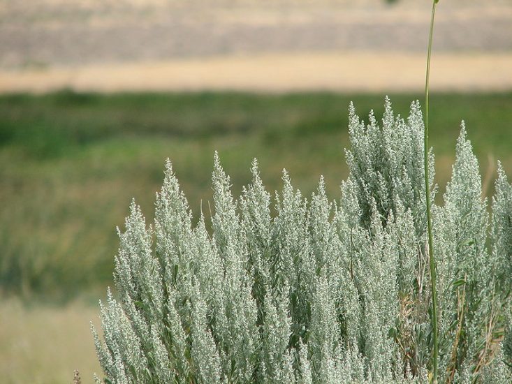 Sagebrush growing outside