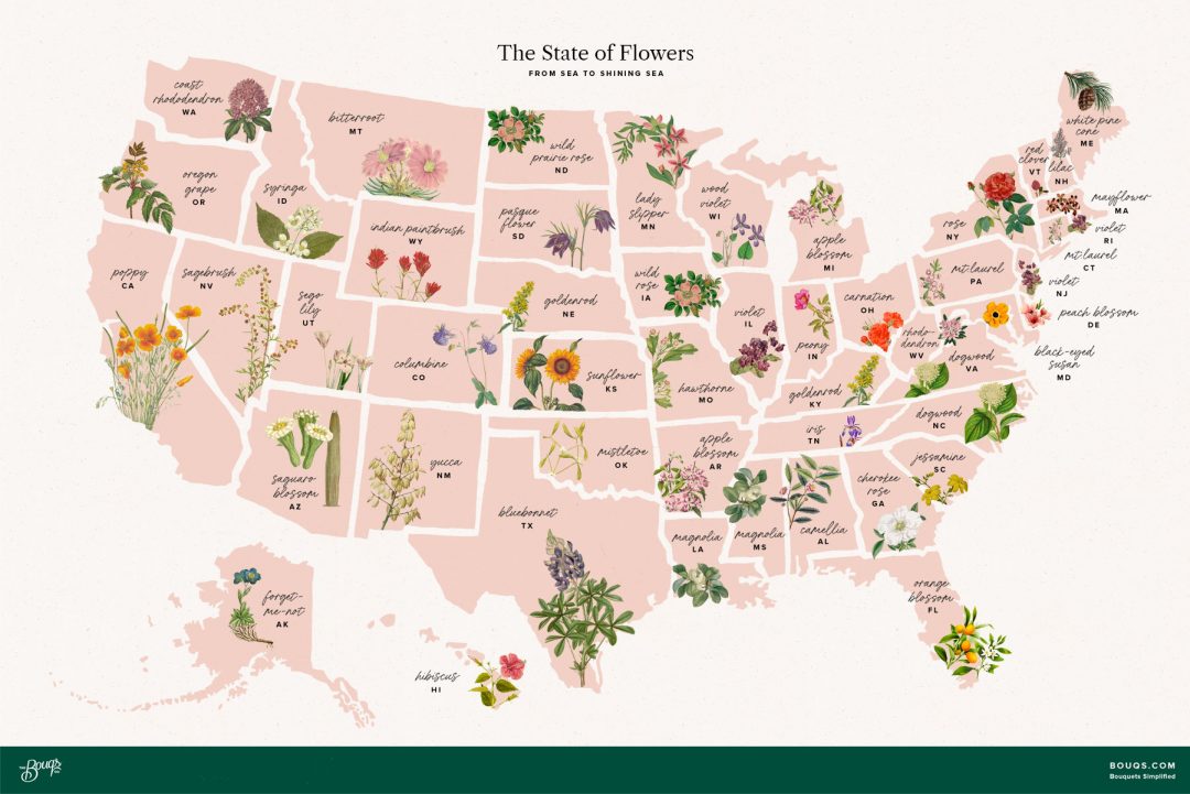 Map of all 50 official state flowers with the flower graphic on the state