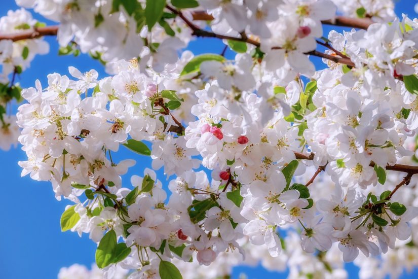 White apple blossom flowers blooming on a tree